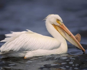 w pelican